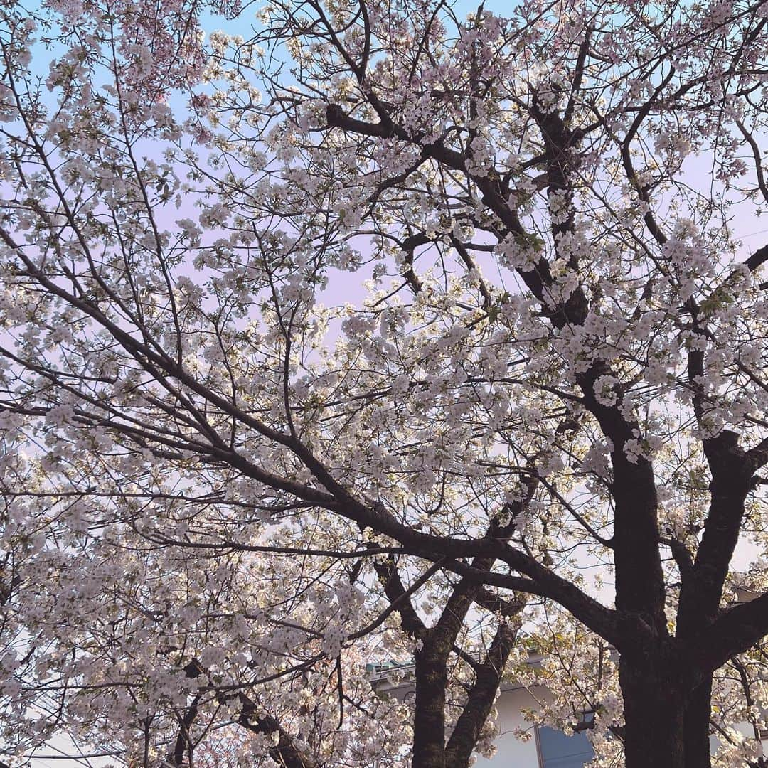 牛窪万里子さんのインスタグラム写真 - (牛窪万里子Instagram)「今日から4月。この週末は地元の桜祭り。最後の姿を見せる桜並木の間に遅咲きの桜が満開！　　  八重桜も満開となり、華やかなお花見🌸ができました(๑˃̵ᴗ˂̵)  新年度は地方講演が本格的に再開しますので、新たに気持ちを引き締めていきたいと思います♪  札幌、徳島、静岡、名古屋と続きます！各地域に伺えることを楽しみに。  #桜 #桜祭り #新年度 #新年度スタート」4月1日 22時04分 - mariko_ushikubo