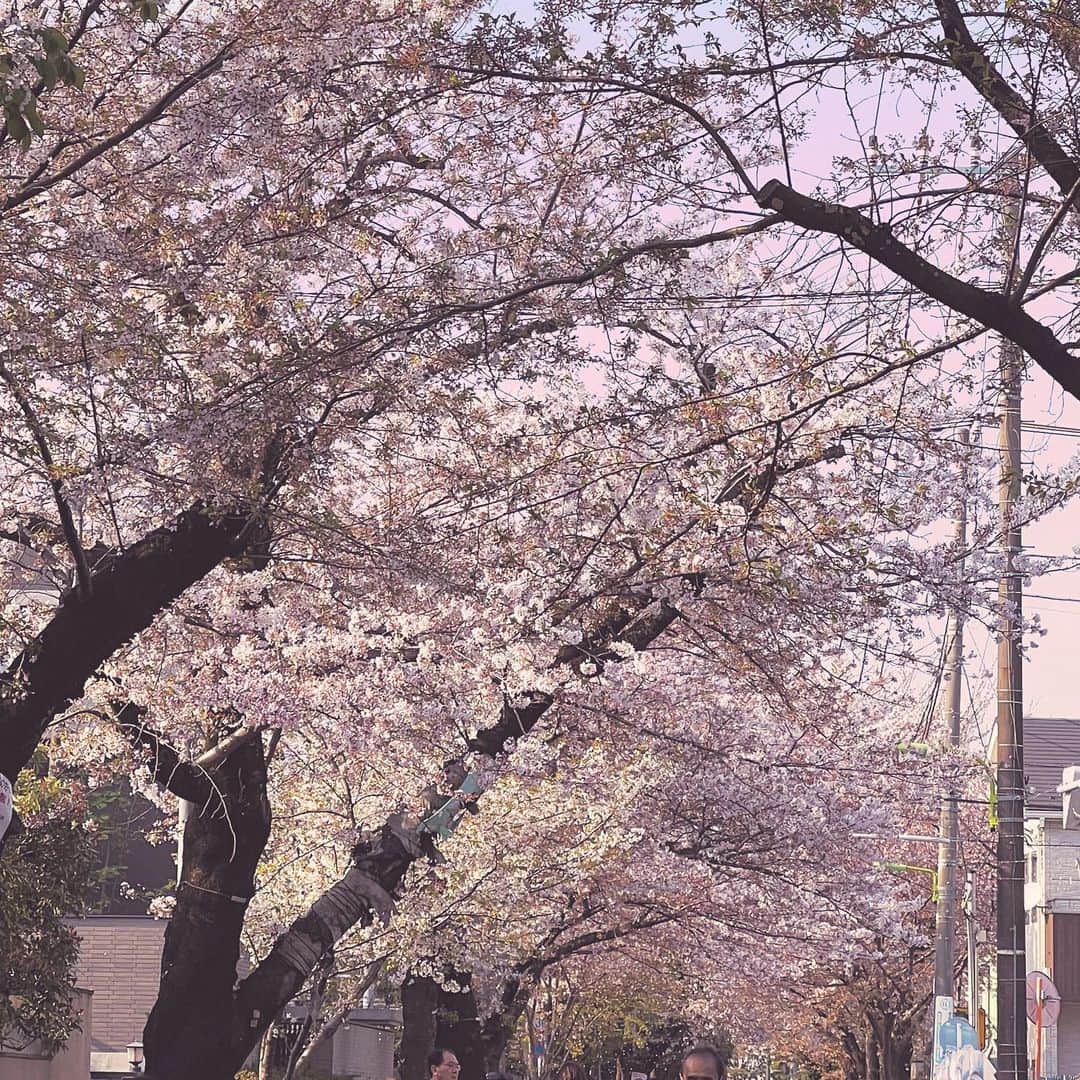 牛窪万里子さんのインスタグラム写真 - (牛窪万里子Instagram)「今日から4月。この週末は地元の桜祭り。最後の姿を見せる桜並木の間に遅咲きの桜が満開！　　  八重桜も満開となり、華やかなお花見🌸ができました(๑˃̵ᴗ˂̵)  新年度は地方講演が本格的に再開しますので、新たに気持ちを引き締めていきたいと思います♪  札幌、徳島、静岡、名古屋と続きます！各地域に伺えることを楽しみに。  #桜 #桜祭り #新年度 #新年度スタート」4月1日 22時04分 - mariko_ushikubo