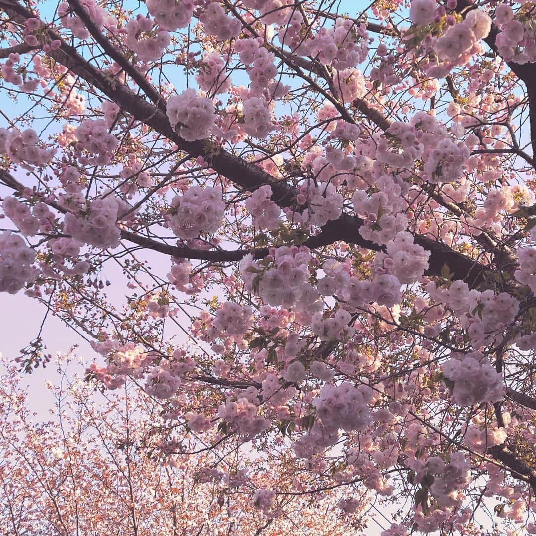 牛窪万里子さんのインスタグラム写真 - (牛窪万里子Instagram)「今日から4月。この週末は地元の桜祭り。最後の姿を見せる桜並木の間に遅咲きの桜が満開！　　  八重桜も満開となり、華やかなお花見🌸ができました(๑˃̵ᴗ˂̵)  新年度は地方講演が本格的に再開しますので、新たに気持ちを引き締めていきたいと思います♪  札幌、徳島、静岡、名古屋と続きます！各地域に伺えることを楽しみに。  #桜 #桜祭り #新年度 #新年度スタート」4月1日 22時04分 - mariko_ushikubo