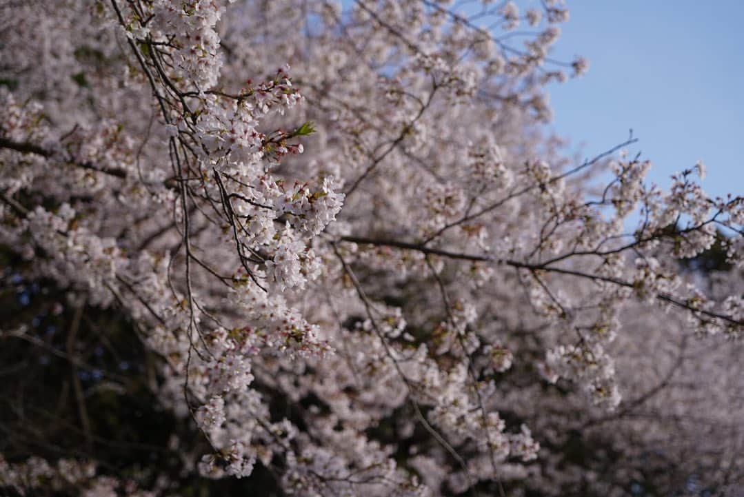 宮澤奎太さんのインスタグラム写真 - (宮澤奎太Instagram)「佐賀で満開の桜を見てきました。  #嬉野温泉 #御船山楽園  #田代公園 #kkt #アナウンサー #宮澤奎太 #sonyα7ⅲ」4月1日 22時15分 - keita_miyazawa_kkt