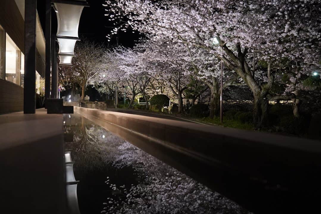 宮澤奎太のインスタグラム：「佐賀で満開の桜を見てきました。  #嬉野温泉 #御船山楽園  #田代公園 #kkt #アナウンサー #宮澤奎太 #sonyα7ⅲ」