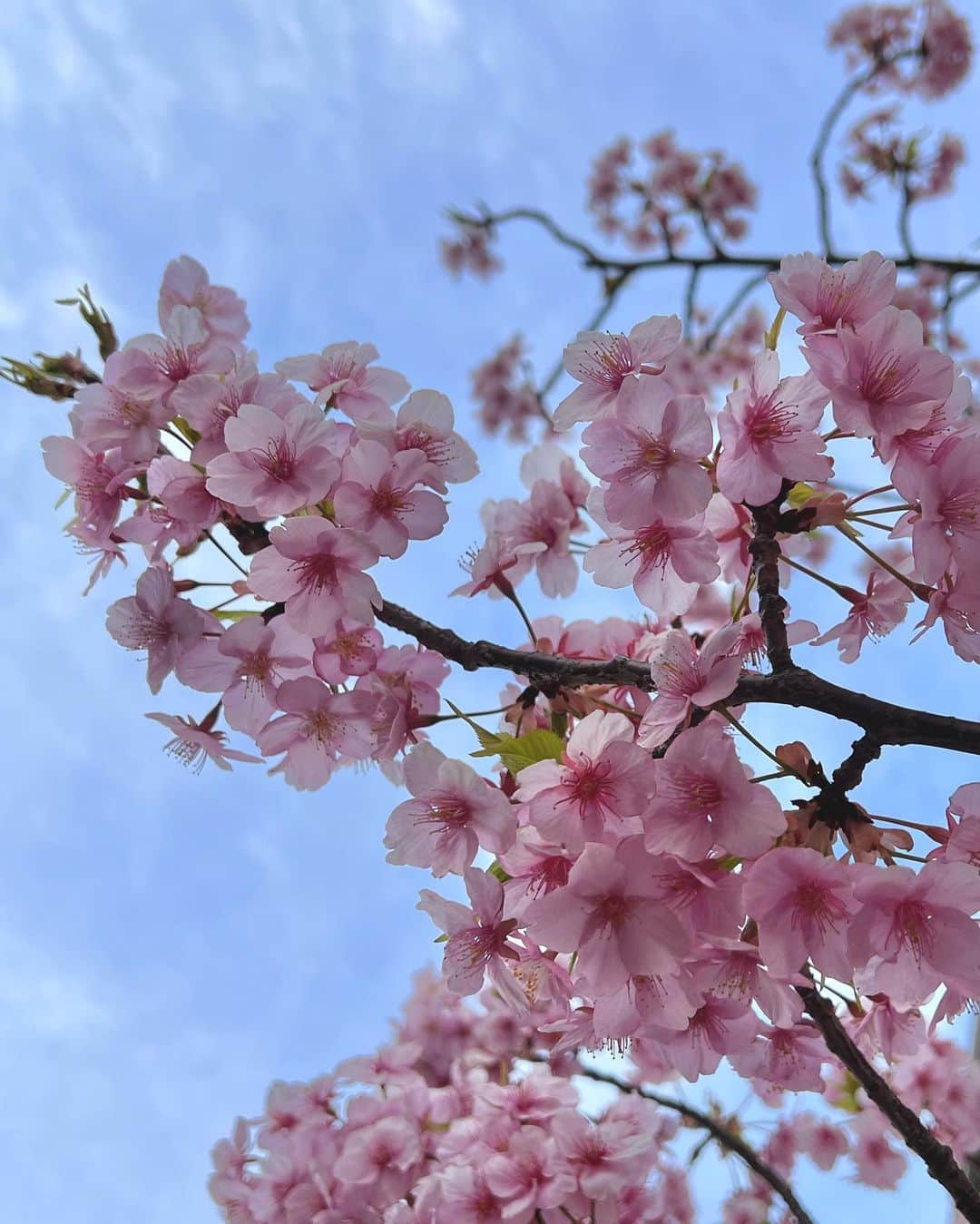 梶谷唯のインスタグラム：「🌸🌸🌸  　  むかしは新年度がすごく苦手だったけど、今はなんかちょっとすき。自分のペースで、心を大事にいこうね☺️」
