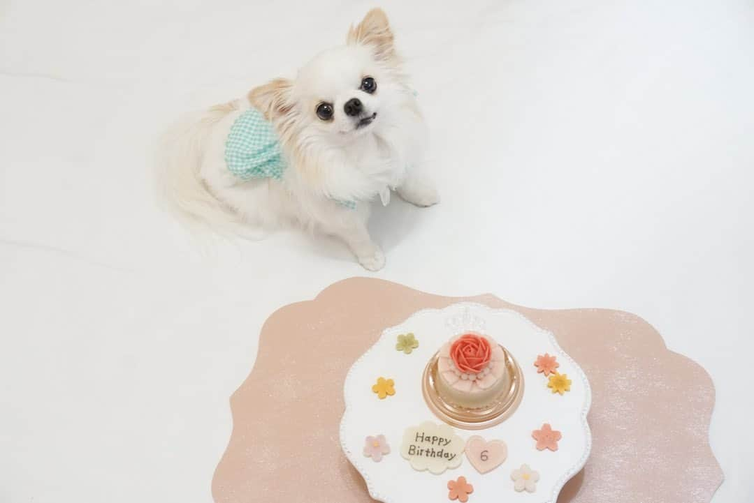 守屋麗奈のインスタグラム：「♡ 愛犬チワワのMOCOちゃんが本日6歳のお誕生日を迎えましたー🎂🍓  MOCOちゃんが健康で幸せな一年を過ごせますように。  #櫻坂46  #sakurazaka46  #守屋麗奈 #renagram  #チワワ #moco #birthdaygirl  #お誕生日」