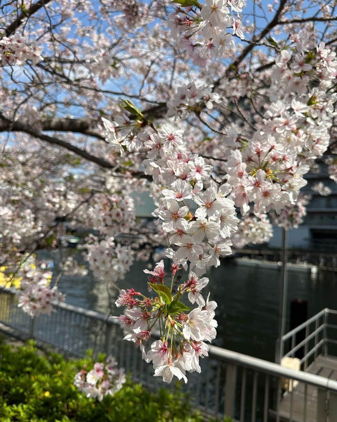 早川茉希さんのインスタグラム写真 - (早川茉希Instagram)「お花見カフェ🌸  運河沿いにある @mi_tiempo 🌸 子連れに優しくてペットもOK🐶💕 お友達の投稿を見てすぐ予約しました🫡  桜はもう散ってるかな〜と思ったら 綺麗に咲いてくれてた🥹🙏 散る前のピンク色の桜、大好き💗 お天気よくて桜吹雪も見られて テラス席が最高でした🙌🌸  この雨風が凌げるドーム、 どこかで見たなと思ったら、、🤔 シカゴの川沿いにもあった！！ 懐かしい🥰  パスタランチセットを食べました😋🍝 が、写真撮り忘れた😂  帰りに公園に寄ったらポカポカお日様が気持ち良くて ぽーっとしていた息子でした🥹☀️ 今年も桜をたくさん見られて良かったな💕  皆さんもお花見しましたか？😍  #お花見 #お花見カフェ #テラスカフェ #東京カフェ #ミティエンポ #駐車場あり #駐輪場あり #子連れランチ #子連れカフェ #休日 #1歳児ママ #男の子ママ #赤ちゃんのいる生活 #子連れお出かけ #お花見コーデ」4月1日 22時23分 - maki_hayakawa