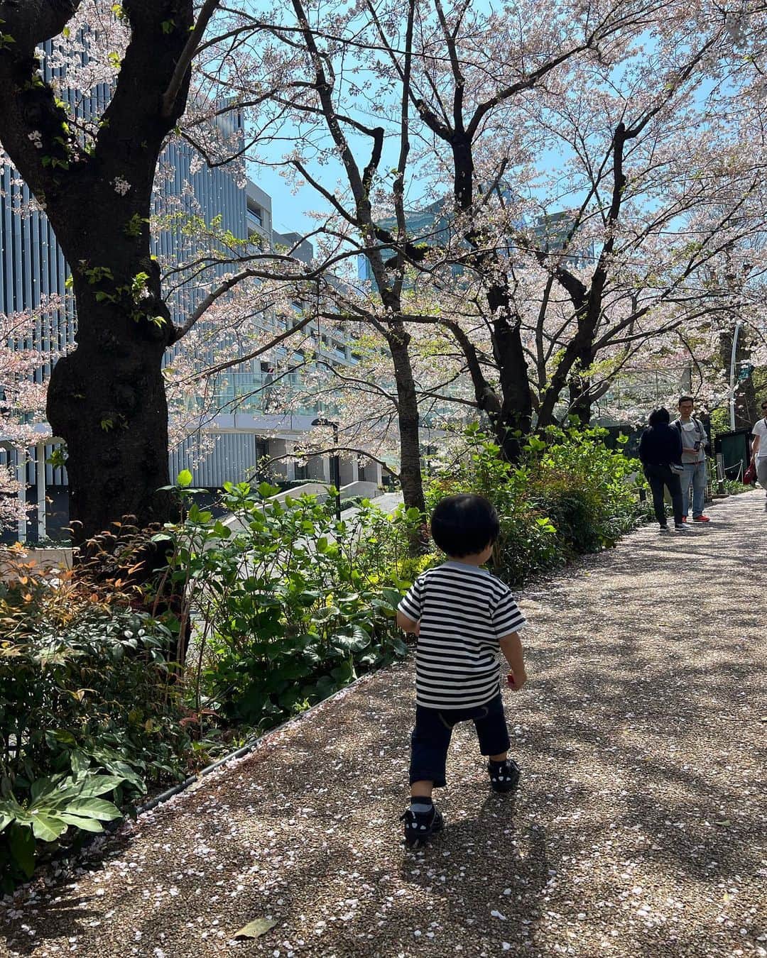 葉加瀬マイさんのインスタグラム写真 - (葉加瀬マイInstagram)「今年も桜きれいだったなぁ🌸 毎年、自分の誕生日頃は寒い冬からだんだん暖かくなり桜が咲いて外を歩きたくなるような、そんな春の訪れを感じられるこの時期が（花粉症も無いので）1年で1番好きです🥺❤️  #桜 #sakura」4月1日 22時32分 - m.hakase