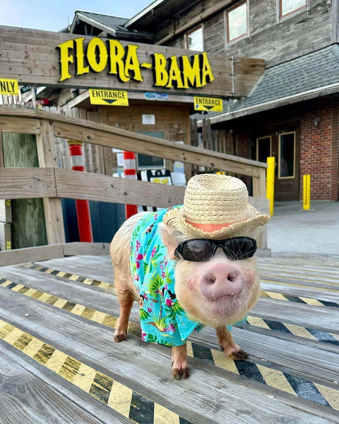 Priscilla and Poppletonのインスタグラム：「It’s five o’clock somewhere! Silly Pop was so excited to visit the famous @_florabama and stand on the Florida/Alabama Line over spring break.He’s such a party animal!🍹🐷 #FloraBama #SillyPop #SpringBreak2023 #PrissyandPop」
