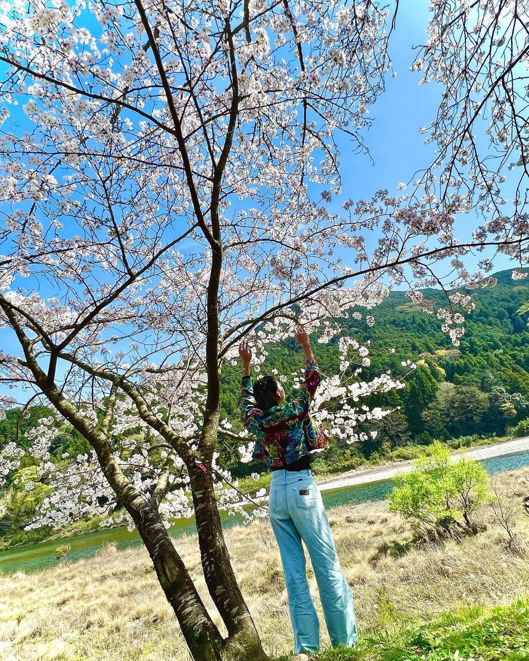 遊海 Yuumiさんのインスタグラム写真 - (遊海 YuumiInstagram)「Just as the Sakura tree blooms year after year, keep growing and blooming in your own journey   桜の木が毎年咲き誇るように、自分自身も成長し続け、人生輝かせ続けましょう💕🌸✨  #SakuraSeason #BloomWhereYouArePlanted #NewBeginnings #LifeJourney #SelfGrowth #MotivationalQuotes #NaturePhotography #PinkPetals #SpringVibes #NatureLove #JapaneseCulture #BeautifulScenery #Inspiration #PositiveVibes #Happiness #sakura #miyariver #宮リバー　#宮リバー度会パーク #花見　#桜　#ビューティー　#セルフケア　#春　#自然　#visitmie #visitjapan」4月1日 22時25分 - yuumi_kato