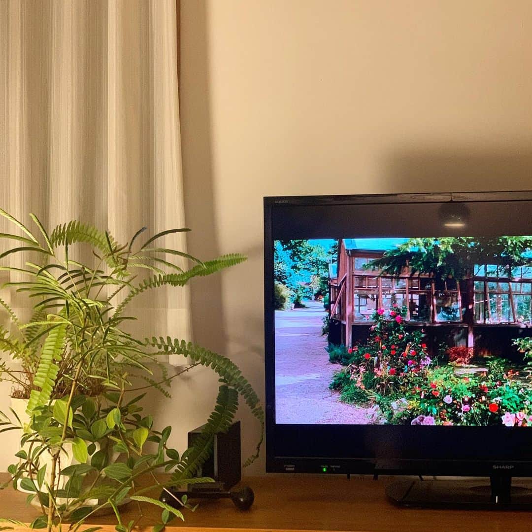 佐藤友子さんのインスタグラム写真 - (佐藤友子Instagram)「『ローズメイカー 奇跡のバラ』というフランスの映画が素晴らしかった。(わたしはAmazonプライムで観ました)  少し前に花好きが高じて「いつかお花の生産農家さんを訪ねてみたい」というようなことを書いたら、それを見たお客さまが教えてくれた映画です。  この映画を観てから、次に花屋に行くときは、必ずや薔薇を買おうと。そう心に決めていました。  昨日花屋に寄ったら、なんと映画のラストシーンに出てきたのと見た目が近いピンクと白が混ざったなんともロマンティックな薔薇があったんです。  本当にびっくり。  スタッフの方が「めずらしい品種なんですよ。よくぞ今日来てくれました」と。  今日の我が家のリビングダイニングには薔薇たちが並んでいます。  花も映画も、人生になくてはならないと思えるもの。 花にまつわる物語に出会えたことも感謝です😌  #ローズメイカー奇跡のバラ  #映画好きな人と繋がりたい  #花のある暮らし #北欧暮らしの道具店」4月1日 22時26分 - tomokosato_hokuohkurashi