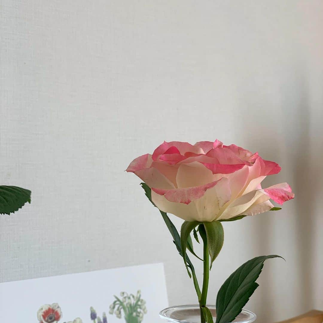 佐藤友子さんのインスタグラム写真 - (佐藤友子Instagram)「『ローズメイカー 奇跡のバラ』というフランスの映画が素晴らしかった。(わたしはAmazonプライムで観ました)  少し前に花好きが高じて「いつかお花の生産農家さんを訪ねてみたい」というようなことを書いたら、それを見たお客さまが教えてくれた映画です。  この映画を観てから、次に花屋に行くときは、必ずや薔薇を買おうと。そう心に決めていました。  昨日花屋に寄ったら、なんと映画のラストシーンに出てきたのと見た目が近いピンクと白が混ざったなんともロマンティックな薔薇があったんです。  本当にびっくり。  スタッフの方が「めずらしい品種なんですよ。よくぞ今日来てくれました」と。  今日の我が家のリビングダイニングには薔薇たちが並んでいます。  花も映画も、人生になくてはならないと思えるもの。 花にまつわる物語に出会えたことも感謝です😌  #ローズメイカー奇跡のバラ  #映画好きな人と繋がりたい  #花のある暮らし #北欧暮らしの道具店」4月1日 22時26分 - tomokosato_hokuohkurashi