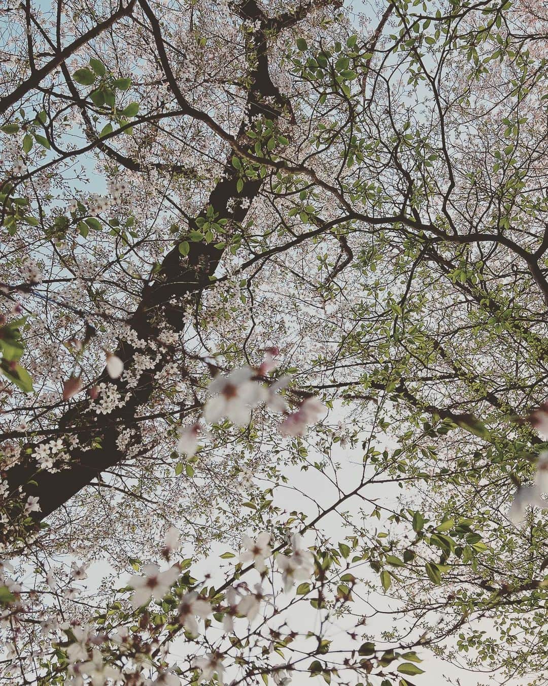 廣瀬規子さんのインスタグラム写真 - (廣瀬規子Instagram)「急遽、親友夫婦を誘って出掛けたお花見🌸  いつも美味しい、美味しいと沢山食べてくれるから、、、今日は実家から送られてきた筍を筍ご飯にして、お弁当を作って持って行きました🍱  もう散っていく桜も素敵だったけど、公園には沢山人がいて、みんな笑顔で、開放的で、、、 その空気を感じてるだけで、なんだか幸せな気分になりました🥂🌸✨」4月1日 22時31分 - noriko_style