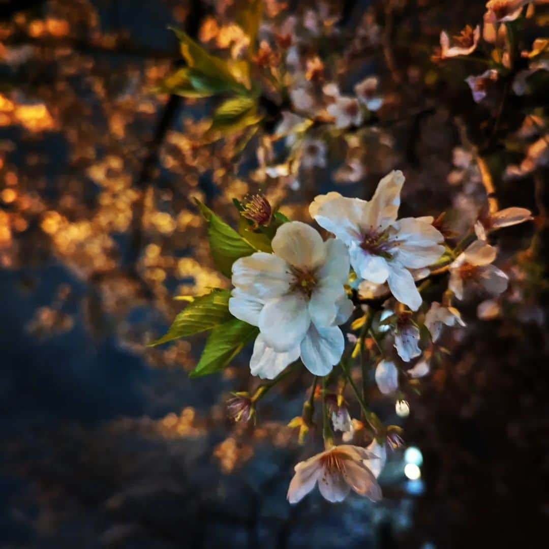 Saschaのインスタグラム：「夜桜 #cherryblossom」