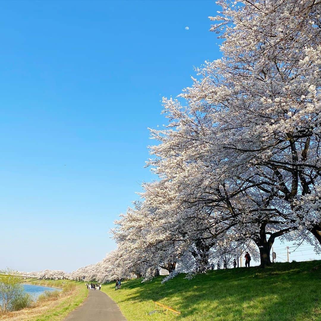 bon ponさんのインスタグラム写真 - (bon ponInstagram)「宮城県の桜の名所、柴田郡大河原町の一目千本桜を観に行って来ました🌸🌸🌸 今年の桜は、開花宣言から一気に満開となり、しかも土日に見頃を迎えたため、多くの花見客で賑わっていました。  4年ぶりに「さくらマルシェ」も開催。 船岡城址公園の山頂に建つ船岡平和観音像にちなんだ「かんのん焼き」 粒あん・クリーム・桜あんの3種類があって、優しい甘さが歩き疲れた体に沁みました😋😋 ＊ ピンクコーデ💗💗 桜を観に行くために明るい色の服が着たくてピンクに挑戦！ ponはUNIQLOの「UVカットジャージークルーネックカーディガン」のビビットなピンクに一目惚れ。それに合わせてbonも UNIQLOのピンクのボタンダウンシャツを買いましたが、ピンクの色合いが薄過ぎて写真に撮ると白飛びしてしまいました😓  bon ・カーディガン(UNIQLO) ・シャツ(UNIQLO) ・パンツ(UNIQLO) pon ・カーディガン(UNIQLO) ・ワンピース(UNIQLO×INES) ・バッグ(FABRICO) ＊ ＊ #一目千本桜 #夫婦 #60代 #ファッション #コーディネート #リンクコーデ #夫婦コーデ #グレイヘア #白髪 #共白髪 #couple #over60 #fashion #coordinate #instagramjapan #greyhair #grayhair #bonpon #bonpon511」4月1日 22時31分 - bonpon511