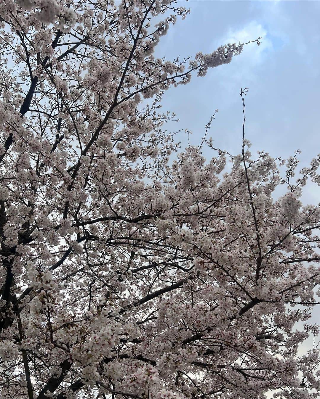 池田陸人さんのインスタグラム写真 - (池田陸人Instagram)「4月もがんばろう  散歩中お鼻に桜がついてた、だいごろう」4月1日 22時50分 - rikuto__1231
