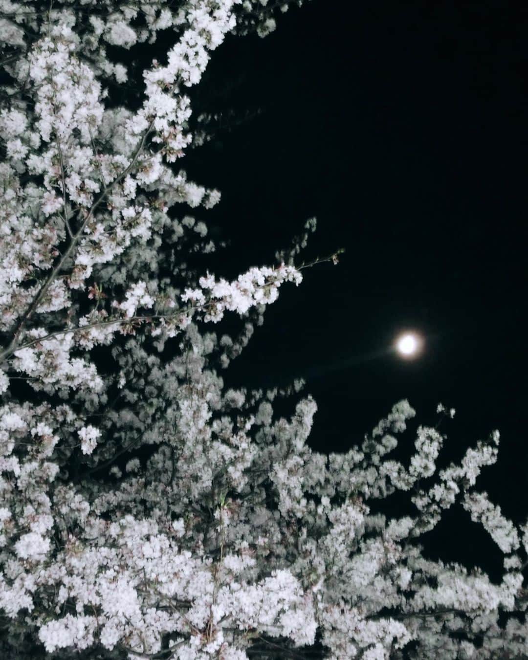 池田陸人さんのインスタグラム写真 - (池田陸人Instagram)「4月もがんばろう  散歩中お鼻に桜がついてた、だいごろう」4月1日 22時50分 - rikuto__1231