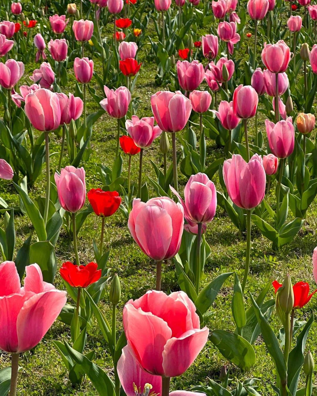 Ivyのインスタグラム：「🌷🌷🌷🌷🌷🌷🌷」