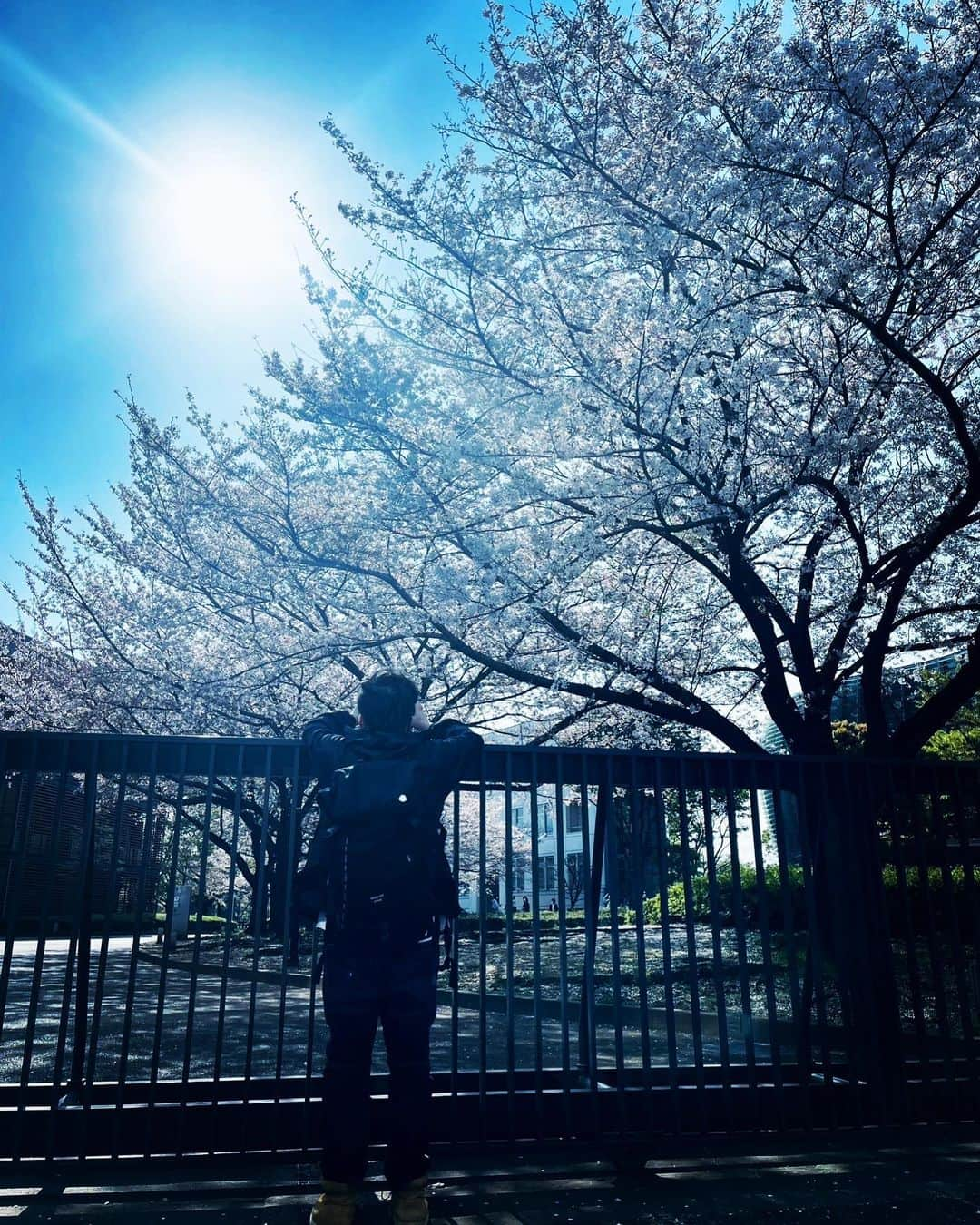 zoppさんのインスタグラム写真 - (zoppInstagram)「花びらが足元を華やかにしつつ刹那の美麗に穏やかに終わりを告げる  #花見 #桜 #新国立美術館」4月1日 22時45分 - zopp1980