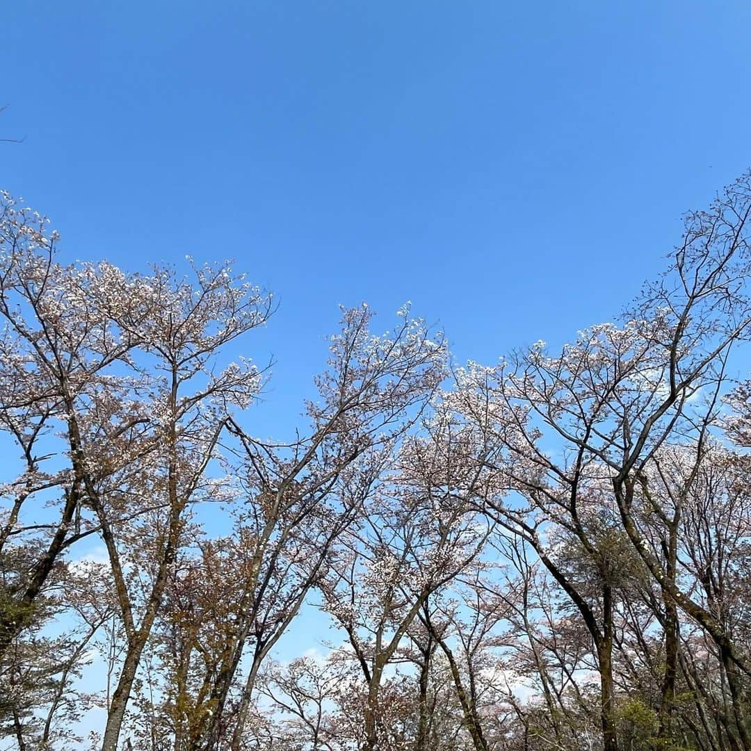 辛島美登里さんのインスタグラム写真 - (辛島美登里Instagram)「ちょっぴり遠出して山散歩を楽しみました🌸ついでにお姫様と出会い見えない敵とも戦ってきました⚔️  #八王子 #aprilfools #桜 #cherryblossom」4月1日 22時48分 - midorikarashima