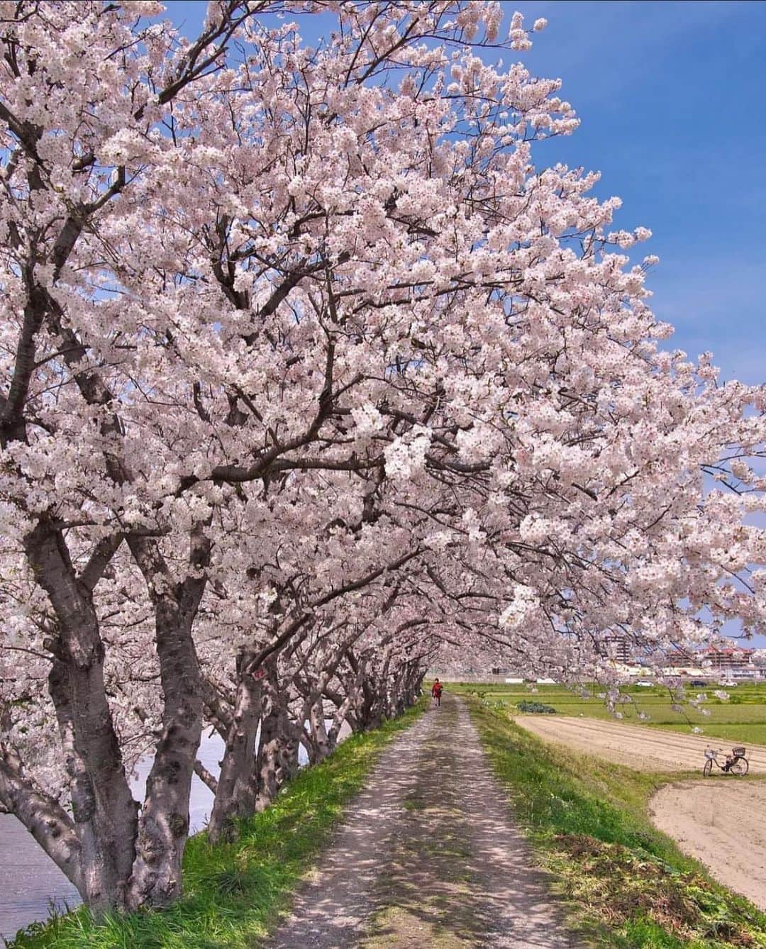 はなまっぷ❁日本の花風景さんのインスタグラム写真 - (はなまっぷ❁日本の花風景Instagram)「🌸はなまっぷの桜まつり🌸 * @greengrass523 さんの 桜に花まるを💮 * 見事に咲き誇る美しい日本の桜をありがとうございます😊🌸 * #福岡　#瑞梅寺川 Zuibaiji River, Fukuoka Pref. * 🌼桜の花言葉📝🌼 精神の美 * ※見頃が過ぎている名所もご紹介させていただいています。 * 🌸•••🌸•••🌸•••🌸•••🌸•••🌸 * いつも素敵なお花をありがとうございます😊 #はなまっぷ #日本の美しい花風景#花のある風景#花#花言葉#花畑#春#花#桜#サクラ#花見#お花見#お花見スポット#sakura#cherryblossom#cherryblossoms#ソメイヨシノ#染井吉野#絶景#鉄道#糸島 * 🌸••••••お知らせ••••••🌸 * 花風景検索サイト　はなまっぷ https://hanamap.com 🔍「はなまっぷ」または @hanamap プロフィール欄から ぜひご覧ください * 📖🌸📖🌸📖🌸📖🌸📖 四季の花々を訪ねていきたい にっぽんの花地図 好評発売中📘 📖🌸📖🌸📖🌸📖🌸📖」4月1日 22時56分 - hanamap