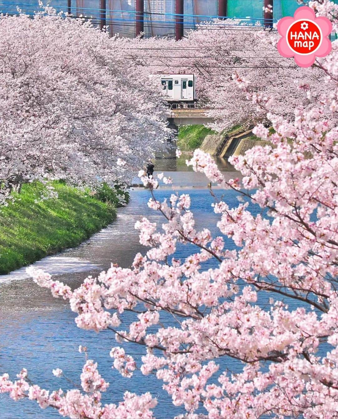 はなまっぷ❁日本の花風景のインスタグラム