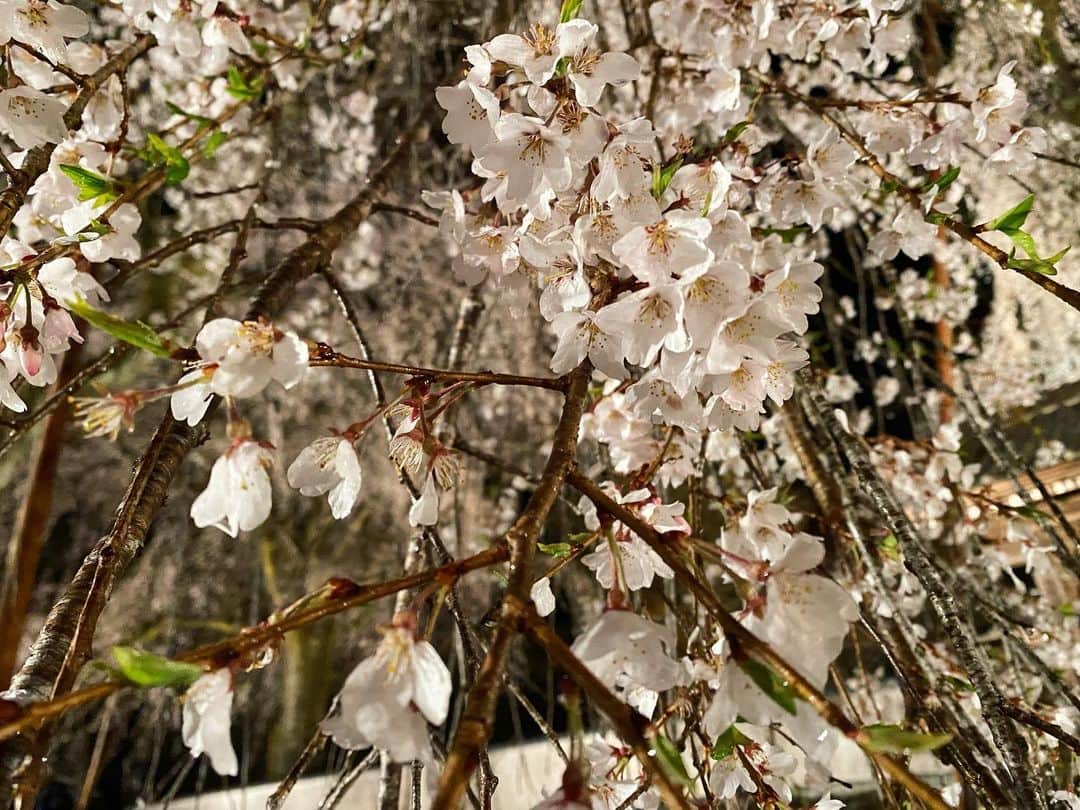 眞家泉さんのインスタグラム写真 - (眞家泉Instagram)「. 2023年の桜中継は、清雲寺の枝垂れ桜。 山門からのぞく桜は、趣があって印象的でした。  予報通りの、あいにくのはずの雨が、桜を艶やかに生き生きとみせているようにも感じられて、この日しかない中継になったと思います。 荒川というこの地域を600年も見守ってきた桜には、多くの方の思いが宿っているんだろうなと感じました。  報ステに来て3度目の桜。 本当にたくさんの方々と番組を作っているんです 大きな中継が無事に終わってほっとしています🌿」4月1日 23時00分 - maie_izumi