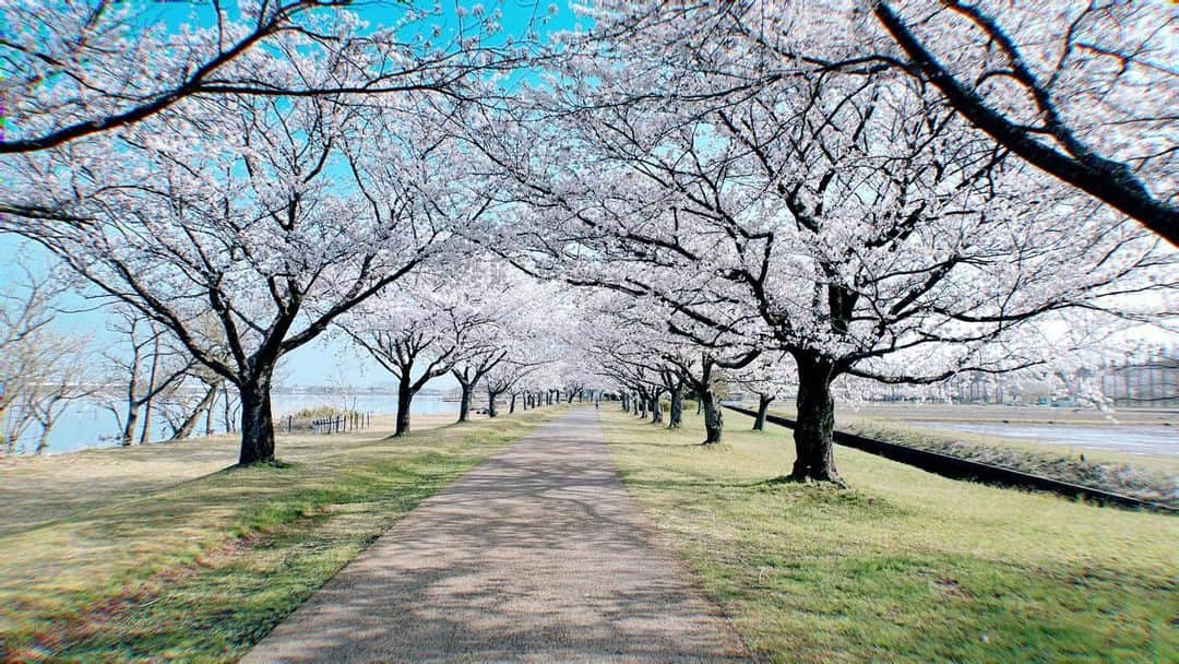 takegaeruのインスタグラム：「週末はお花見三昧🌸 人混み避けても名所は沢山あります😊 今年は週末に開花も天気もピッタリタイミングあって良かった✨ #桜 #さくら #花見」