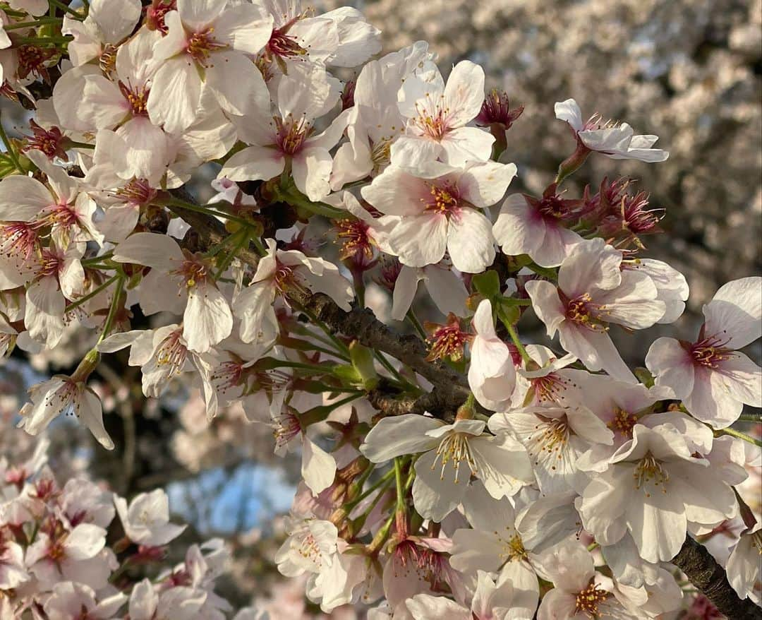 吉野マリアさんのインスタグラム写真 - (吉野マリアInstagram)「. 花見できてよかた🌸✨ . 投稿久しぶりになっちゃったけど 元気にやってます😙🌱✨ . . #sakura #hanami #さくら #お花見」4月1日 23時24分 - maria.919