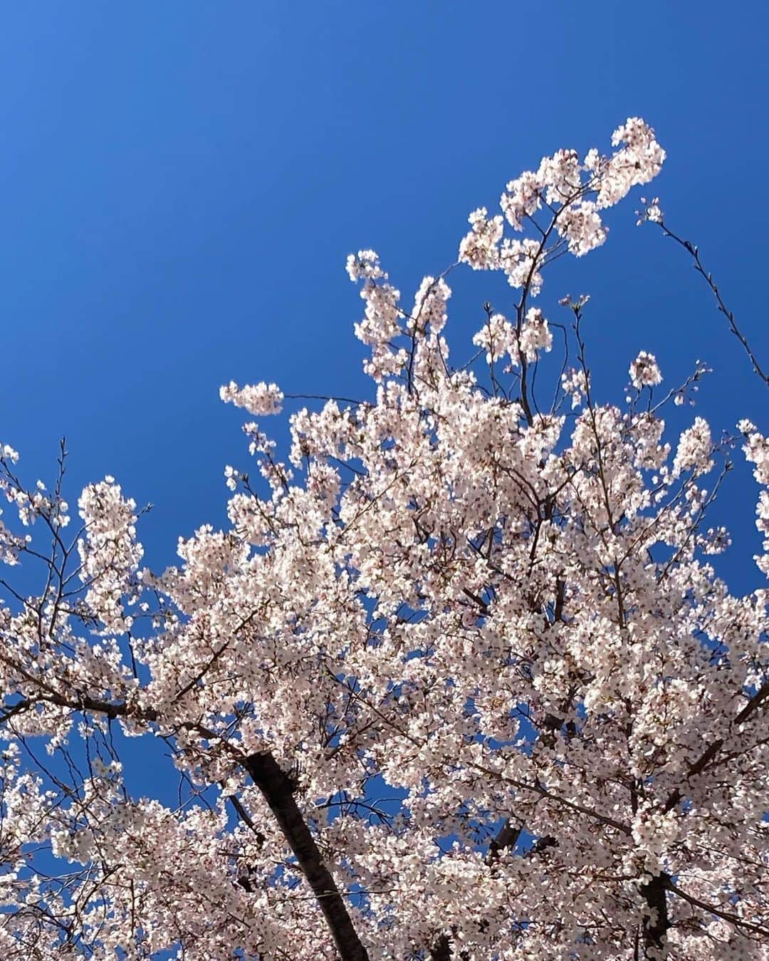narumiさんのインスタグラム写真 - (narumiInstagram)「春は、春を思い出しちゃうな」4月1日 23時17分 - narumi_hoshi__