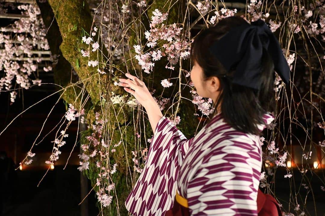 横山由依のインスタグラム：「平安神宮の夜桜🌸⛩」