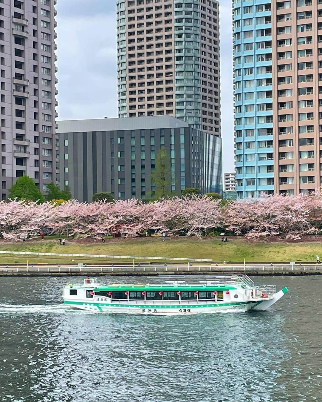 team_omotesandoさんのインスタグラム写真 - (team_omotesandoInstagram)「What a lovely day🥰  #littlehappiness #littleappreciationpost #littlethankyou #cherryblossom」4月2日 10時29分 - team_omotesando