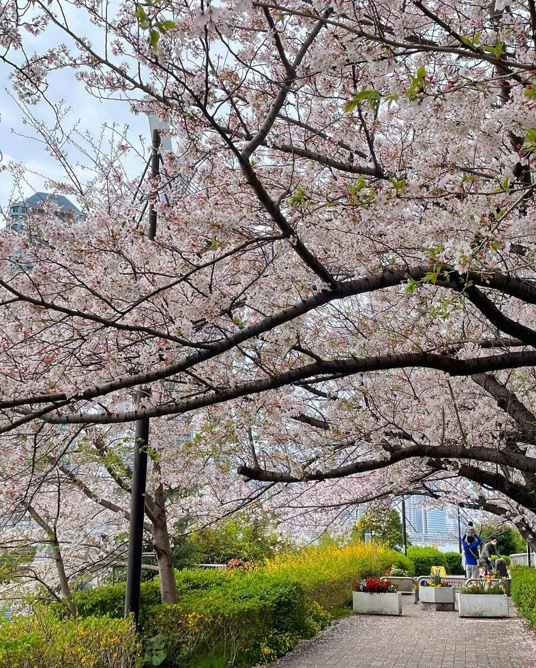 team_omotesandoのインスタグラム：「What a lovely day🥰  #littlehappiness #littleappreciationpost #littlethankyou #cherryblossom」