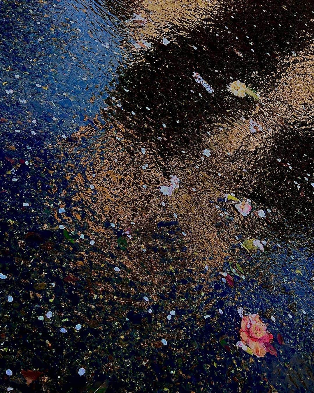 大森靖子さんのインスタグラム写真 - (大森靖子Instagram)「京都　高瀬川散歩」4月2日 8時58分 - omorimori