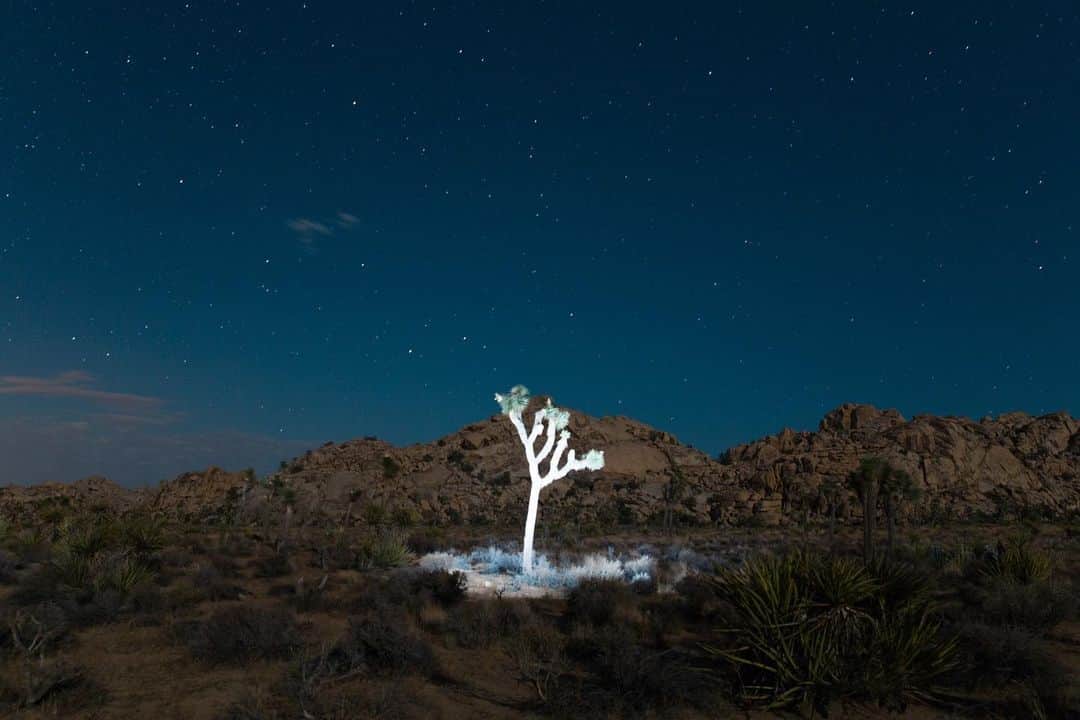 ローレン·ランドルフのインスタグラム：「TRUST NO ONE 👽  How many things did you believe on the internet today?  Collaboration with @audreyobscura」