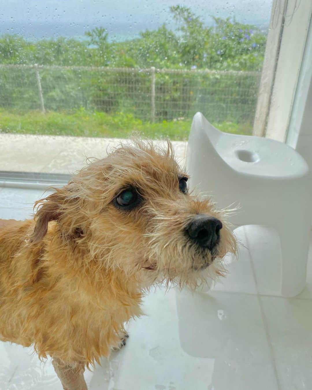 宮本亜門さんのインスタグラム写真 - (宮本亜門Instagram)「しゃわーで🚿きれいきれい✨  #シャワーは苦手です　#保護犬　#ビート　#宮本亞門　#いぬのきもち  #犬のいる暮らし #dogsofinstagram  #shelterdog」4月2日 9時26分 - beatamon