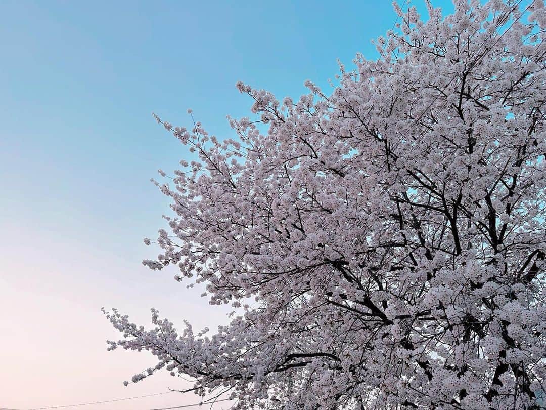 ソン・イェジンのインスタグラム：「봄. 아침에 일어나서 미세먼지 체크하는일이 일상이 되어버렸어요. 그래도 봄은 봄이니까..🌿  여러분의 하루가 벚꽃처럼 만개하길..🌸」