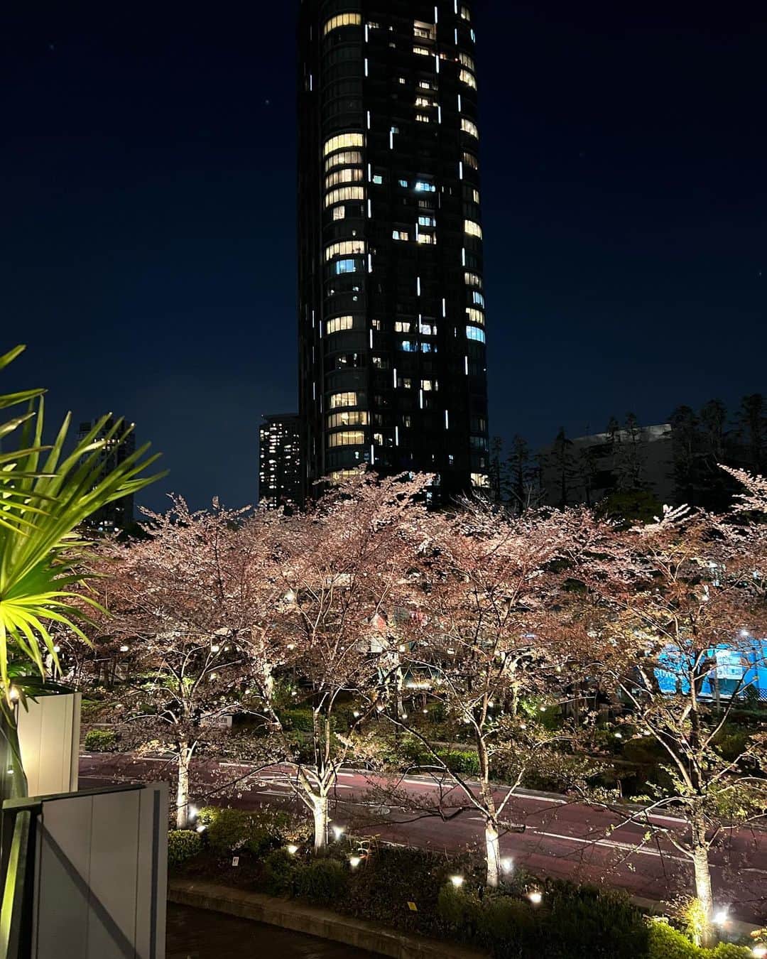 宮田綾子さんのインスタグラム写真 - (宮田綾子Instagram)「東京ミッドタウンのニルヴァーナではテラス席からお花見ができます🌸 4/1夕方、散り始めだけどまだ綺麗に見えました🌸 暗くなるとライトアップされた桜も見れますので、散る前にお急ぎください♩ ここのテラス席は最高ですね！  ニルヴァーナのインド料理はメインを選んで、ビュッフェもあります🍛めちゃくちゃお腹いっぱいになって大満足🍴 カレーもピスタチオのナンがすごく美味しくて、パンは大好きでもダイエットのためにいつも半分くらいにしているのに全部食べちゃった！🫓 イケメンの引地シェフ（写真6枚目）と明るいスタッフの方々がいらっしゃいますよ♩  #ニルヴァーナ #nirvananewyork #東京ミッドタウン六本木 #六本木ミッドタウン #六本木グルメ #六本木ディナー #六本木ランチ #お花見 #お花見スポット #テラス席 #花見スポット #花見 #桜 #桜ライトアップ」4月2日 9時38分 - ayako__miyata