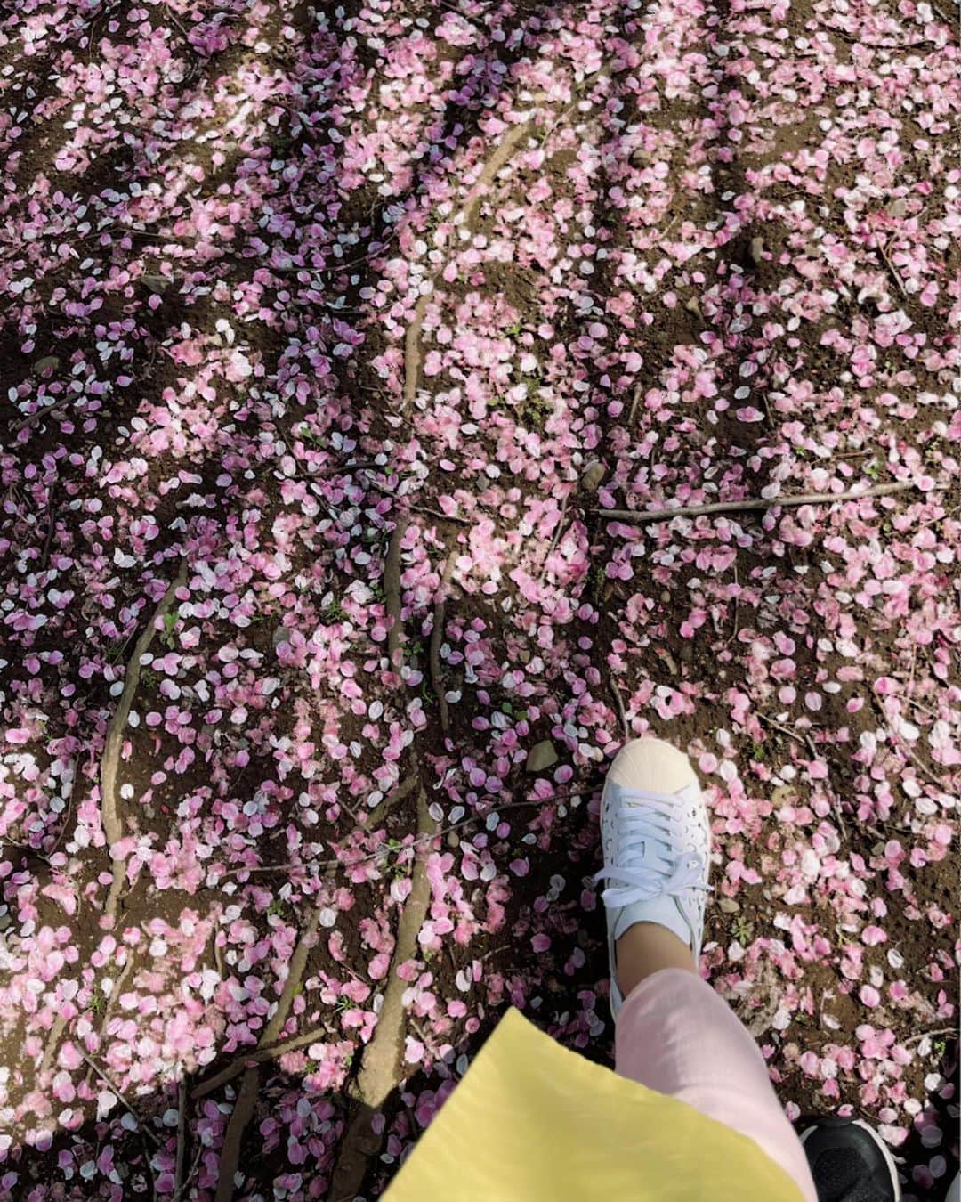 浅見帆帆子さんのインスタグラム写真 - (浅見帆帆子Instagram)「所用で出かけた関東近郊の畑の道で🚙、、、、  発見😳😳🌸🌸🌸  車を停めて、駆け寄った、、  感じたのは 桜の美しさよりも、 静かさ、、、。  聞こえるのはたまに通り抜ける風の音だけ。  静寂って、贅沢😌  桜とはこんな風に出逢いたい🌸  #浅見帆帆子 #すごい桜 #発見 #静寂」4月2日 9時44分 - hohokoasami