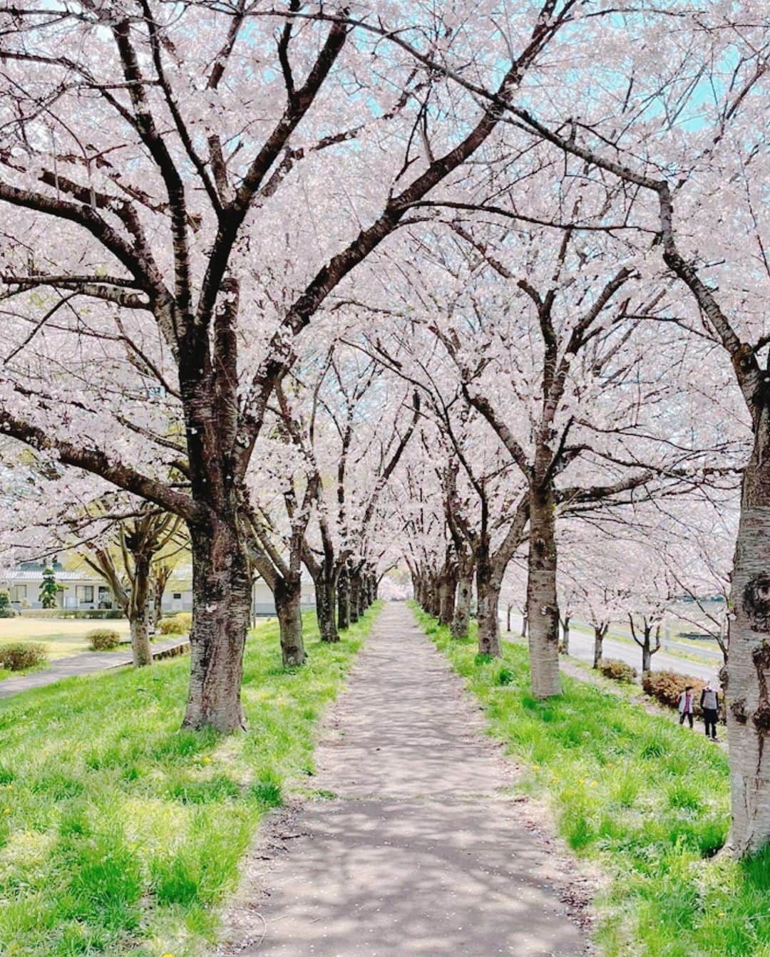 浅見帆帆子のインスタグラム：「所用で出かけた関東近郊の畑の道で🚙、、、、  発見😳😳🌸🌸🌸  車を停めて、駆け寄った、、  感じたのは 桜の美しさよりも、 静かさ、、、。  聞こえるのはたまに通り抜ける風の音だけ。  静寂って、贅沢😌  桜とはこんな風に出逢いたい🌸  #浅見帆帆子 #すごい桜 #発見 #静寂」