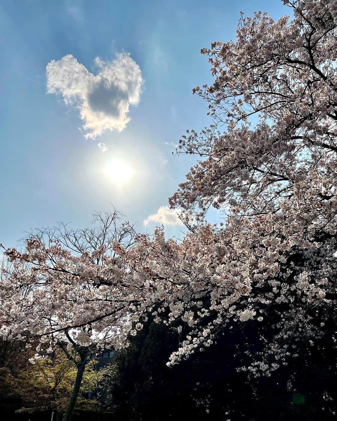 古村比呂さんのインスタグラム写真 - (古村比呂Instagram)「隠れミッキー♡ 嬉しいことは、みなさまとシェア♡ 穏やかな一日となりますように  #ミッキーマウス  #隠れミッキー  #さくら  #古村比呂 #hirokomura #mickeymouse  #cherryblossom」4月2日 9時52分 - hirokomura1124