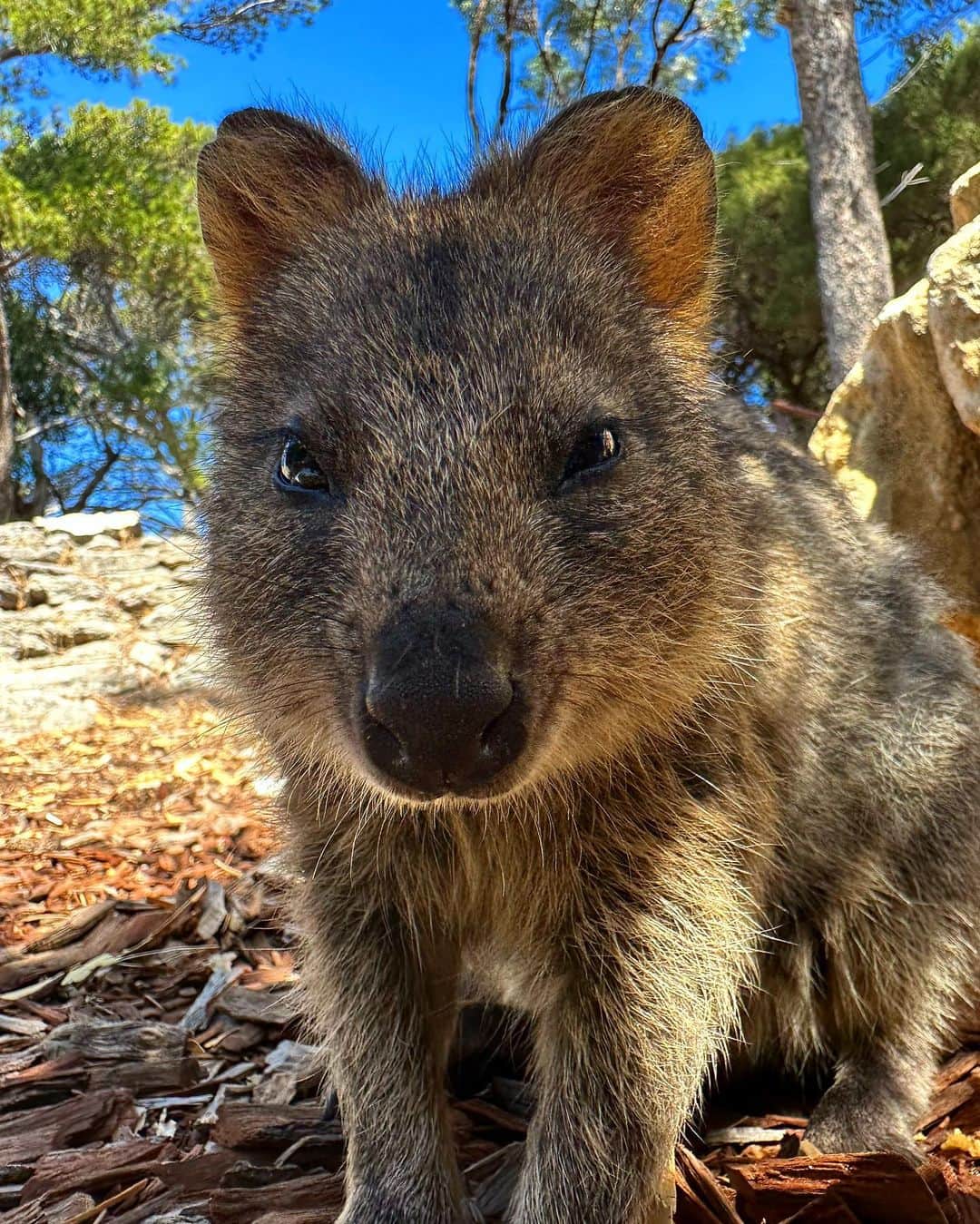 ちゃんもりさんのインスタグラム写真 - (ちゃんもりInstagram)「オーストラリアで1番会いたかったクウォッカ🥹😍😍😍🇦🇺 パースからロットネスト島に渡って会いに来た🛳🤍 もお可愛くて愛おしくて写真見返したら可愛すぎて笑っちゃう🤣🤍 世界一幸せな動物なんだって🇦🇺カンガルー科らしい🦘 なんて愛らしい動物なんだ🤦🏽‍♀️🤦🏽‍♀️🤦🏽‍♀️是非みんな行ってほしい🇦🇺🏝 . . . #ロットネスト島#クウォッカ#オーストラリア観光#オーストラリア旅行#オーストラリアトリップ#ゴールドコースト#ゴールドコースト旅行#ゴールドコースト観光#海外旅行女子#ビキニガール#海ガール#海外旅行記#南国生活#サーファーズパラダイス#バイロンベイ#女子旅行#lottnestisland#quokka#surfersparadisebeach #australiatrip#goldcoastbeach#goldcoasthotel#japanesegirl#byronbay#australiajapanese」4月2日 10時07分 - xx817.a