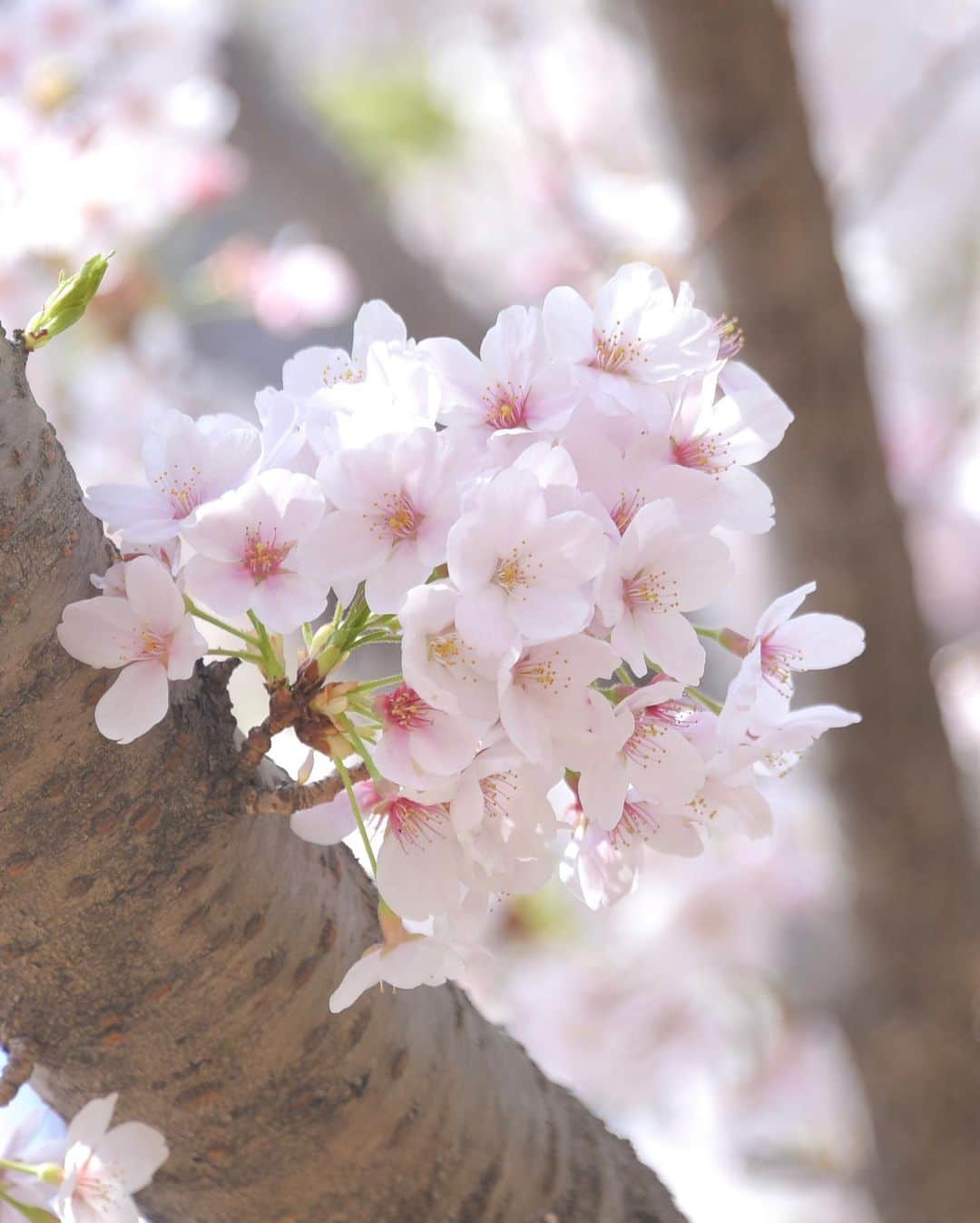 meekooのインスタグラム：「ソメイヨシノの淡いピンク色は清楚で可愛いね🌸☺️🌸」