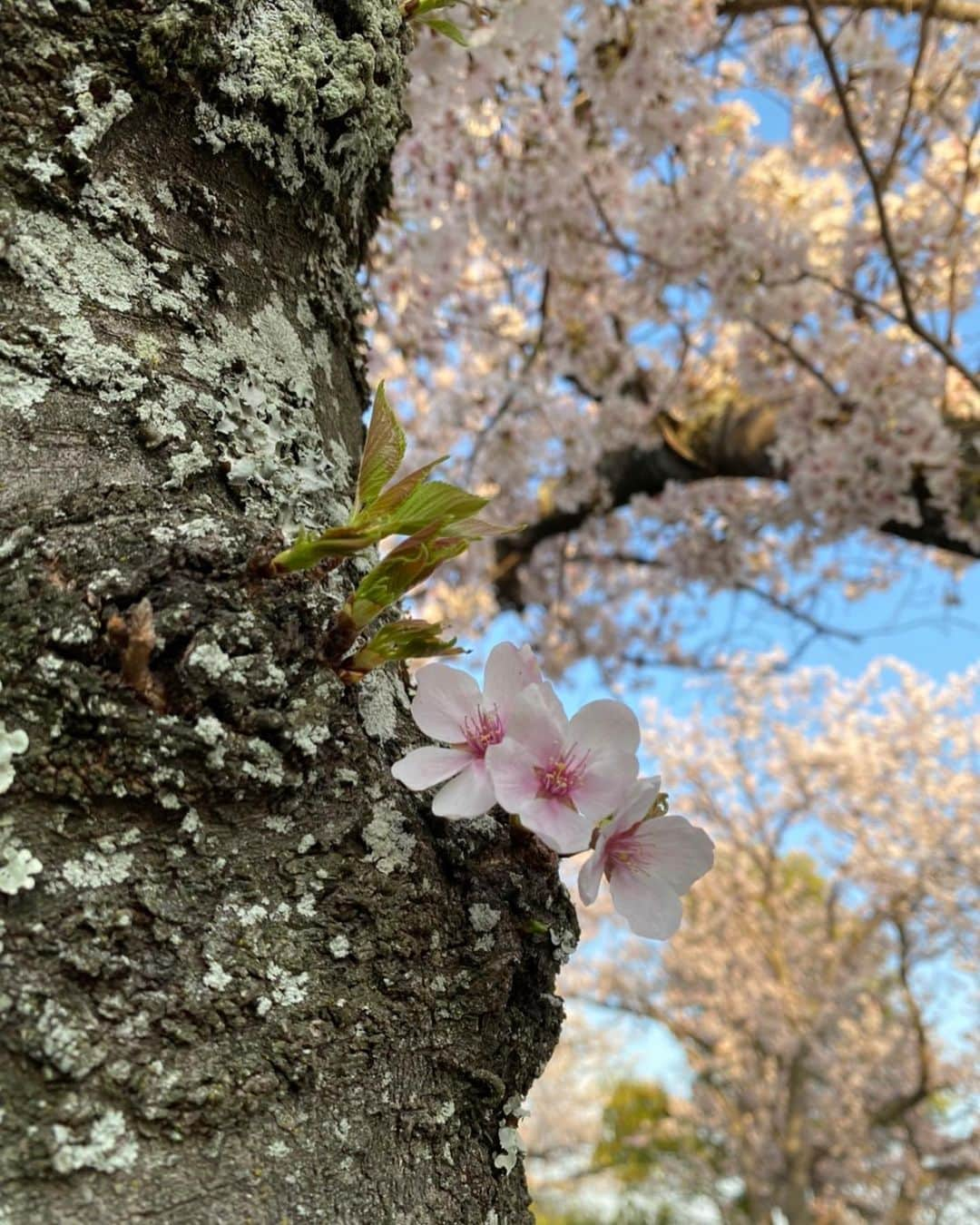 彩星りおんさんのインスタグラム写真 - (彩星りおんInstagram)「春休み🌸  実家の近くでお花見が出来ました☺️ 見様によってはハートのフレームに見える(無理があるか⁈)フォトスポットで🫶  4月、新生活が始まる方も多いですよね。 挑戦を恐れず新たな第一歩を踏み出してください✨きっと色々な景色に出逢えることと思います！ 楽しいことも苦しいことも頑張った事は大切な財産です。  私もこの大木から顔を出してきた桜の花のように、気持ち新たに日々を送りたいと思います🌸  #桜2023 #お花見 #新生活 #芽生え」4月2日 10時17分 - rion.ayahoshi