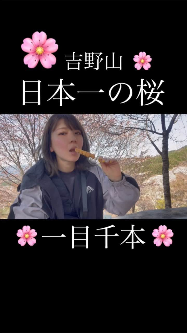 あやつるぽんのインスタグラム：「...🌸🍡🌸 🍡 🌸 🍡 日本一の桜を観に吉野山へ 一目千本🌸 車でぴゃっと行ってみれると思ってたら 駐車場満車のためか めちゃくちゃ山登りしてからの一目千本桜 ずっと綺麗過ぎた結構上まで上がったので 山登り往復4時間！最高だった🥰 . . #吉野山　#一目千本　#桜スポット #日本一の桜 #cherryblossom #花見スポット #だんご庄 #花見団子」