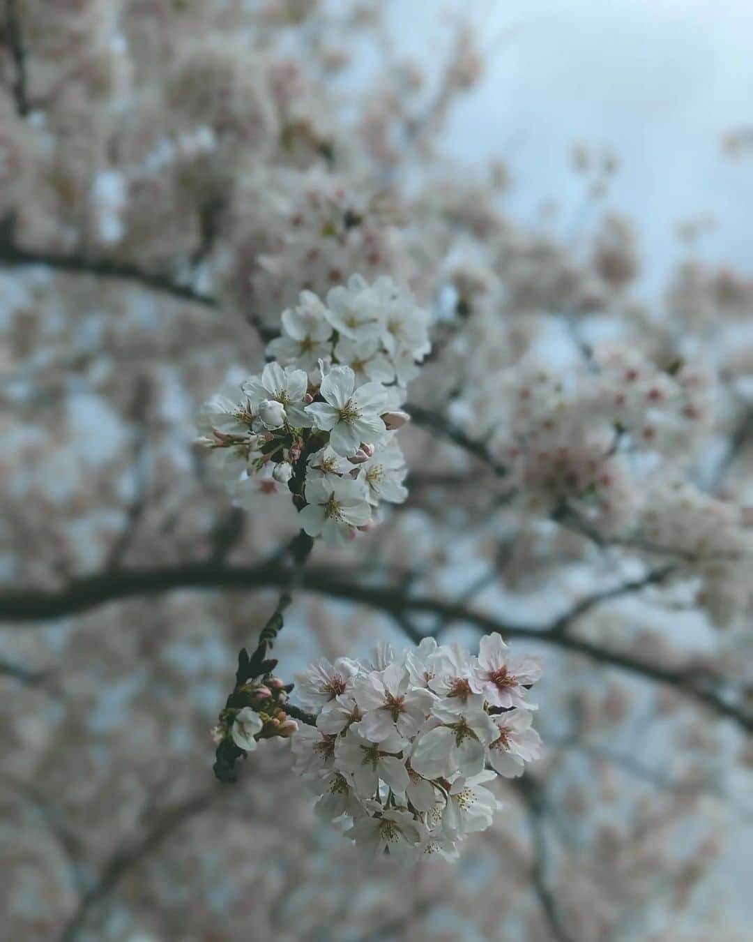 東啓介さんのインスタグラム写真 - (東啓介Instagram)「今年の桜。 ４月になったことに全然気づかなかった。  晴れの日の桜！って感じじゃないけど。 まぁいいよね。 晴れでも曇りもでも雨でも、桜ってきれいだよね。  みんなはお花見したかな？  #photooftheday  #photograph  #photography  #写真 #桜」4月2日 10時17分 - keisuke_higashi_official