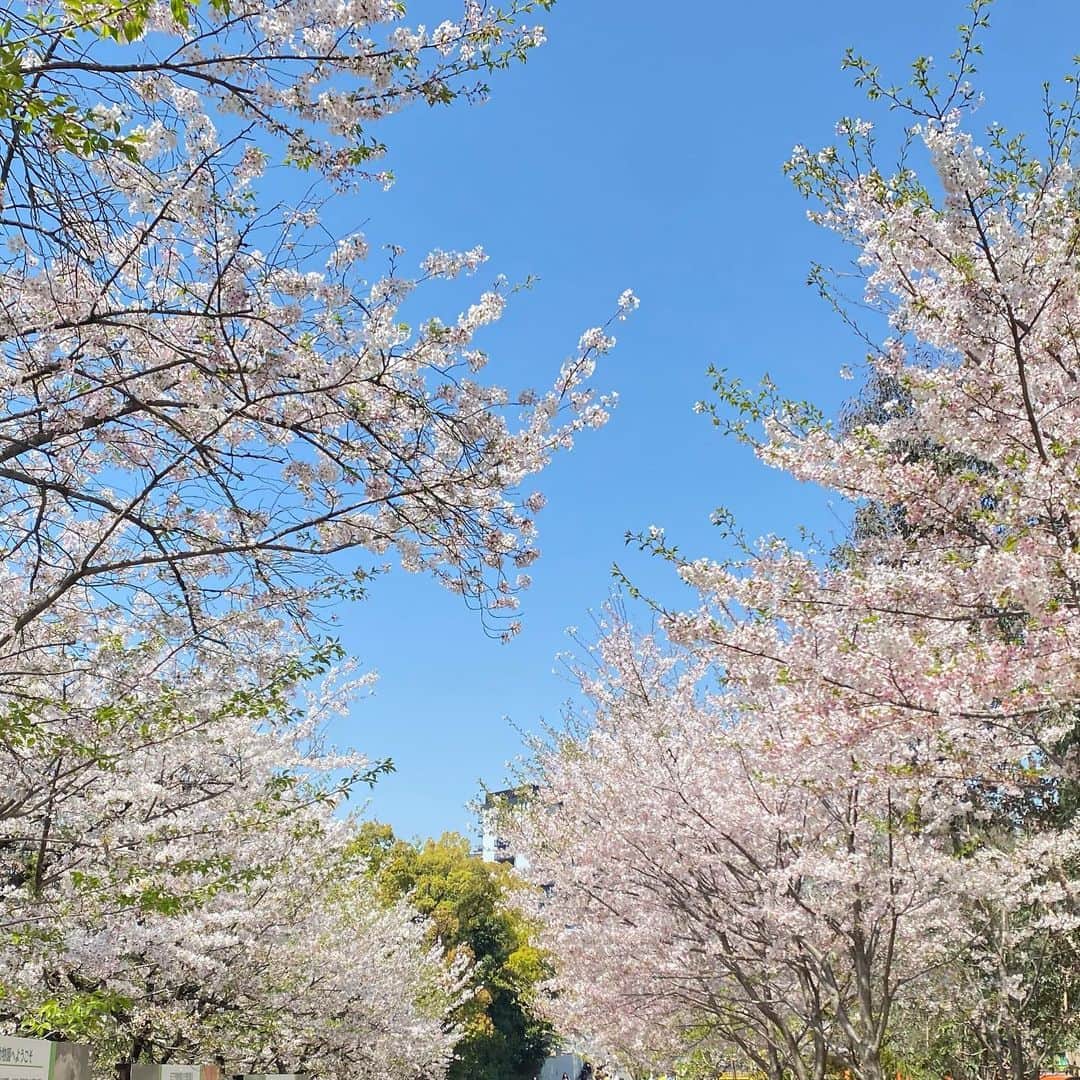 澤野井香里さんのインスタグラム写真 - (澤野井香里Instagram)「桜🌸がとっても綺麗で、Sがデイキャンプ🏕に行っている間にMと#てんしば でお散歩がてらお花見🍡  青空にピンク色の桜が映えて、最高にいいお天気☀️  ベビーカー &抱っこ紐なしでお出かけしてみたけど、やっぱりだっこだっこで大変だった😂  もうすぐ年中さんなのに歩いてー🤪💔  #ks_23✨ #ks_osaka✨ #大阪 #天王寺 #年少 #4歳 #4歳女の子 #ベビフル #ママリ #コドモノ #女の子ママ #男の子ママ　#ママライフ #ks_dau #ks_dau_2022 　#M🍒_  #👧🏻 #🌸」4月2日 1時52分 - kaori_sawanoi
