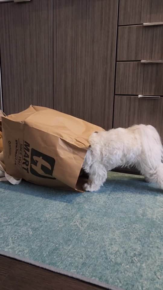 Toby LittleDudeのインスタグラム：「Always looking for snacks... 🍟  #theothemaltese #maltese #puppy #dogsofinstagram #cutedog #furbaby #malteseofinstagram #troublemaker #dogs #snacktime #dogsofig #hmart」