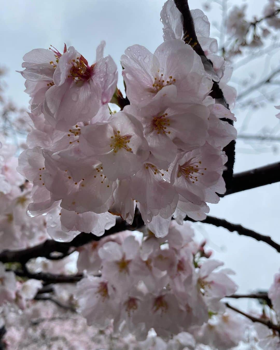 桃瀬りんかさんのインスタグラム写真 - (桃瀬りんかInstagram)「・ 雨の日の桜🌸☔️ ・ ・ 晴れてる時しか お花見って行くこと無かったけど 雨の日の桜も意外と悪くないね☺️💗 ・ 風情があって これはこれで素敵だと思った29の春𓂃🌸𓈒𓏸 良き発見👀💕 ・ ・ ・」4月2日 3時25分 - momose_rinka