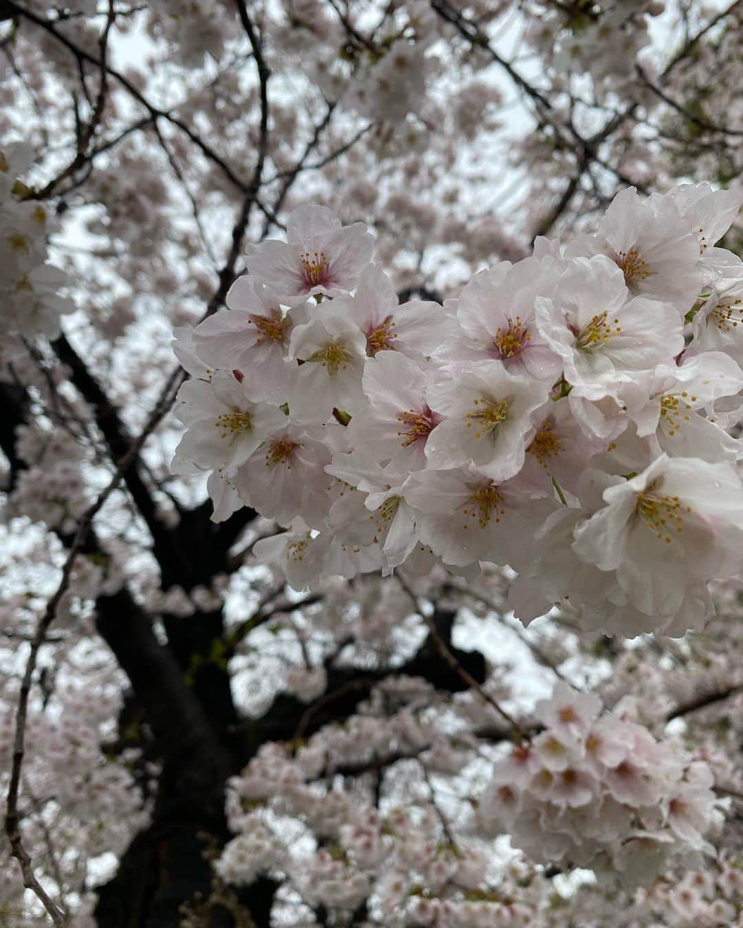 桃瀬りんかさんのインスタグラム写真 - (桃瀬りんかInstagram)「・ 雨の日の桜🌸☔️ ・ ・ 晴れてる時しか お花見って行くこと無かったけど 雨の日の桜も意外と悪くないね☺️💗 ・ 風情があって これはこれで素敵だと思った29の春𓂃🌸𓈒𓏸 良き発見👀💕 ・ ・ ・」4月2日 3時25分 - momose_rinka