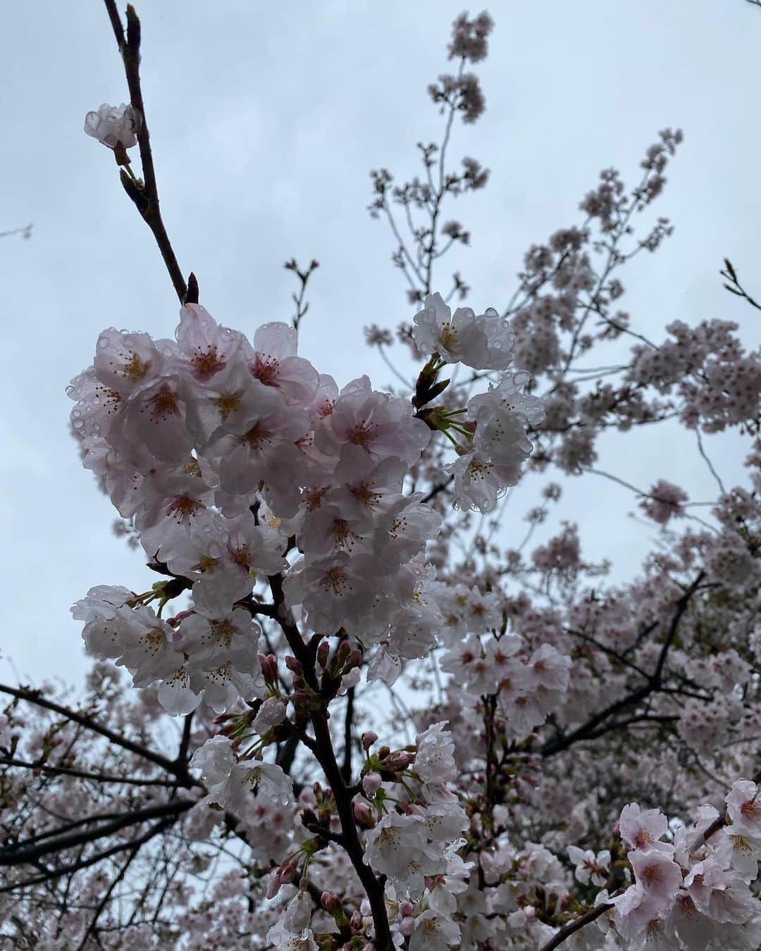 桃瀬りんかさんのインスタグラム写真 - (桃瀬りんかInstagram)「・ 雨の日の桜🌸☔️ ・ ・ 晴れてる時しか お花見って行くこと無かったけど 雨の日の桜も意外と悪くないね☺️💗 ・ 風情があって これはこれで素敵だと思った29の春𓂃🌸𓈒𓏸 良き発見👀💕 ・ ・ ・」4月2日 3時25分 - momose_rinka