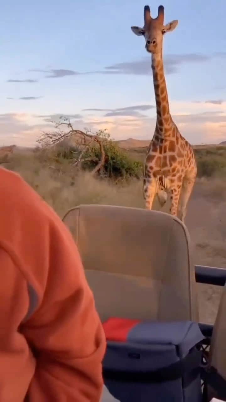 WildLifeのインスタグラム：「This giraffe is definitely not happy with the safari car 😭 ✥⁣⁣⁣ ✥⁣⁣⁣ 📷 Amazing shot by @mattyardleyafrica ⁣⁣✥⁣⁣⁣ ✥⁣⁣⁣ 🦁 Follow: @wildlifepage ⁣⁣⁣ 🐘 Hashtag: #wildlifepage⁣⁣⁣ 💚 Be kind to every kind, not just mankind ✥⁣⁣⁣ ✥⁣⁣ #giraffe #animals #safari #africa #wildlife #travel #nature #photography #animalkingdom #wildlifephotography #art #animal #giraffes #naturephotography #animalovers #kenya #africanscenery #africannature」