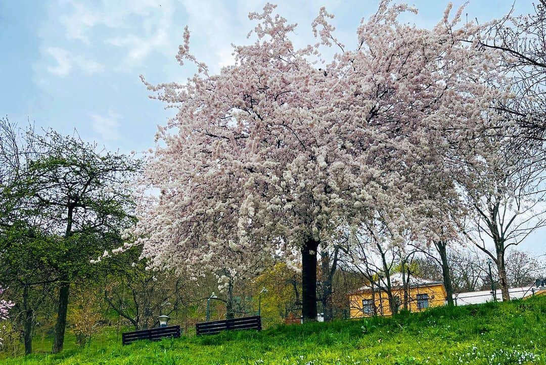 新田朝子さんのインスタグラム写真 - (新田朝子Instagram)「🌸🌸🌸  卒業、新生活、新年度、そんなみなさんの投稿を目にして、 4月と春の始まりを感じました☺️🌷  個人的には、今後もエルサレムで 国連機関での勤務を続けることになりました。  インターンの期間も入れるともう一年経つので、時の流れの速さを感じるとともに、また身を引き締めて、いろんなことに挑戦出来たらと。  そのため、アナウンサーとしてのお仕事はしていないのですが、このインスタではマイペースに趣味やエルサレムでの日常など、更新します。変わらずお付き合いいただけたら嬉しいです💋  日本の皆さんから届く各地の桜の写真や動画に癒されていたら、偶然旅先のプラハ🇨🇿で桜を見ることができ、テンション上がりました。春はやっぱり桜を見て、四季の移ろいを感じたい..🥰✨  プラハは、色んな人にお薦めされた通り素敵な場所で、街歩きが本当に楽しかったなぁ。これから振り返り投稿で、記録に残します🫶  #新年度 #4月 #春 #桜 #海外在住 #中東在住 #ヨーロッパ旅行 #東欧 #チェコ #プラハ #プラハの春 #新田朝子   #prague #czech #easterneurope #europe_vacations #europetravel #travelphotography #cherryblossom #sakura」4月2日 4時58分 - asako.nitta